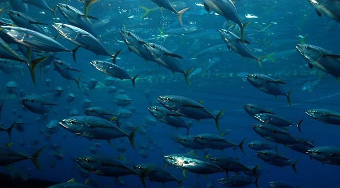 CẦN THUÊ MẶT BIỂN NUÔI HẢI SẢN XUẤT KHẨU NHẬT BẢN