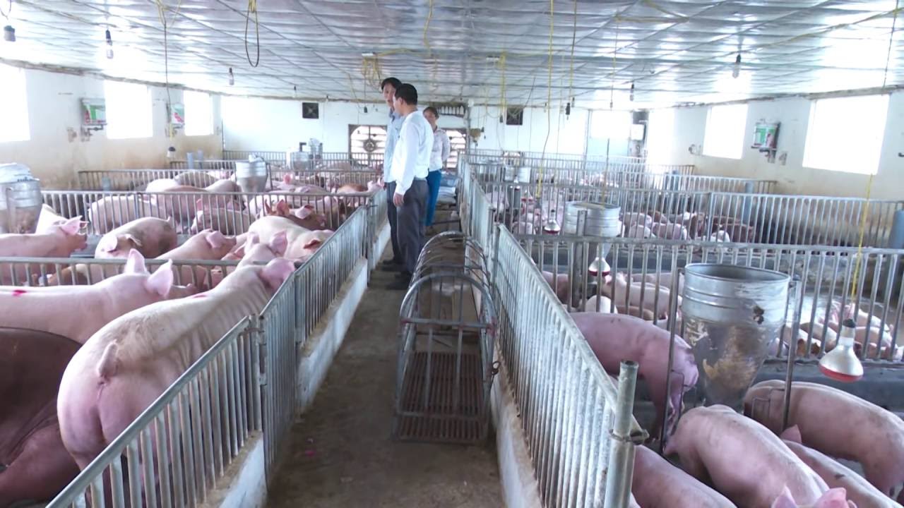 TOPLAND có đối tác cần mua trang trại lợn giống hoặc đất nuôi trồng tại các tỉnh thành miền bắc.