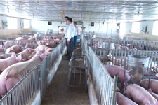 TOPLAND có đối tác cần mua trang trại lợn giống hoặc đất nuôi trồng tại các tỉnh thành miền bắc.